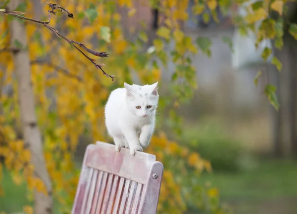Белая кошка ходит по скамейке в парке — стоковое фото