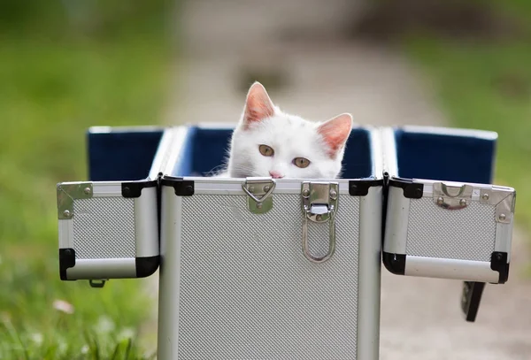 Gato branco olhando para fora da mala — Fotografia de Stock