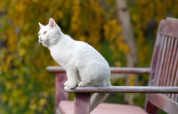 白猫坐在公园的长凳上 — 图库照片