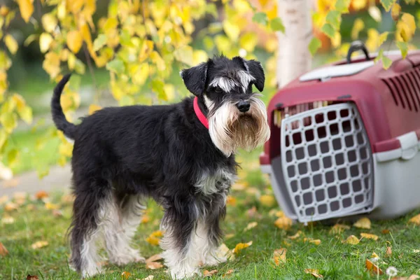 Dog beside carrier in park — Stock Photo, Image