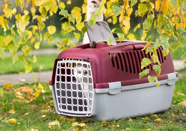 Cat in plastic carrier on grass — Stock Photo, Image