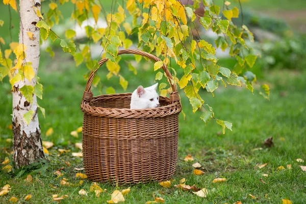 Белая кошка смотрит из плетеной корзины — стоковое фото