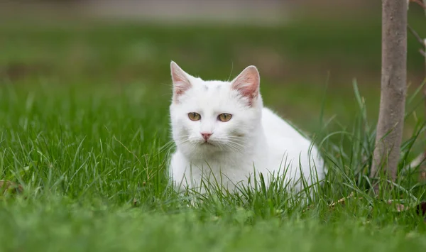 Fehér macska feküdt a füvön — Stock Fotó