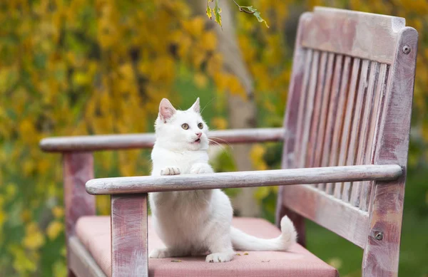 Маленькая белая кошка играет в саду — стоковое фото