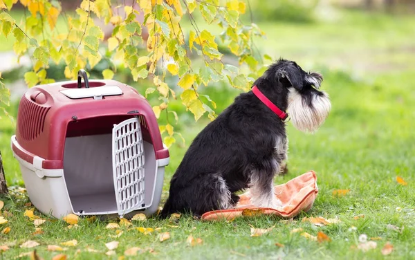 Dog beside carrier in park — Stock Photo, Image