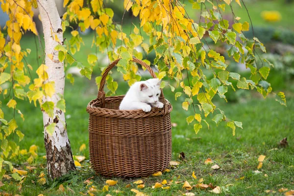 Белая кошка смотрит из плетеной корзины — стоковое фото