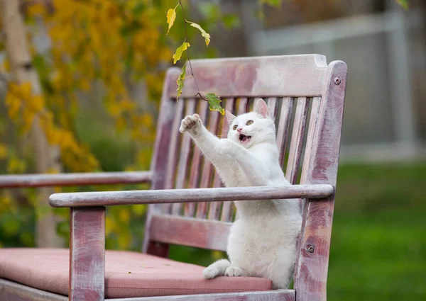 Маленькая белая кошка играет в саду — стоковое фото