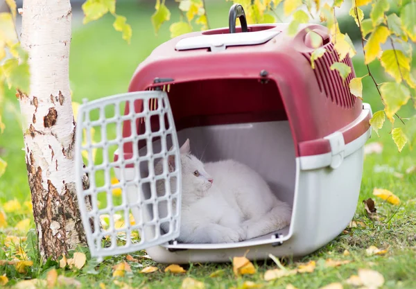 Γάτα σε πλαστικό μεταφορέα στο γρασίδι — Φωτογραφία Αρχείου