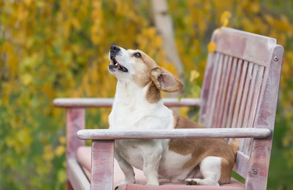 Hund sitzt auf Bank im Park — Stockfoto