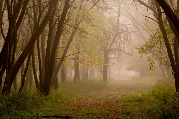 Waldlandschaft im Herbst — Stockfoto