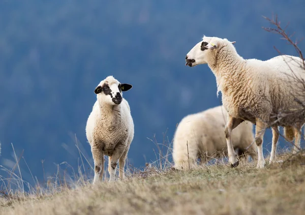 背景の森の丘の中腹に放牧羊 — ストック写真
