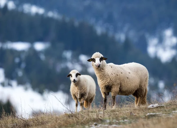 Выпас овец на склоне холма с лесом на заднем плане — стоковое фото
