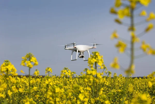 Drohne fliegt über Rapsfeld — Stockfoto