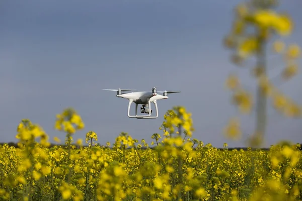 Drone Latający nad Rzepakowego pola — Zdjęcie stockowe