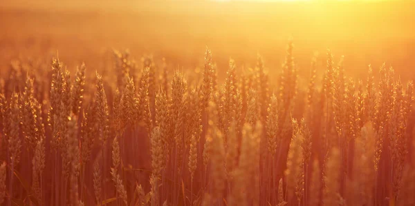 Primer plano de la espiga de trigo en el campo —  Fotos de Stock