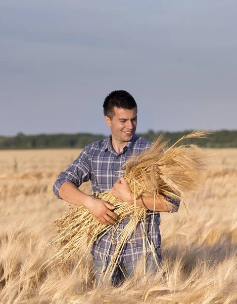 Agricultor con tallos de cebada en el campo — Foto de Stock