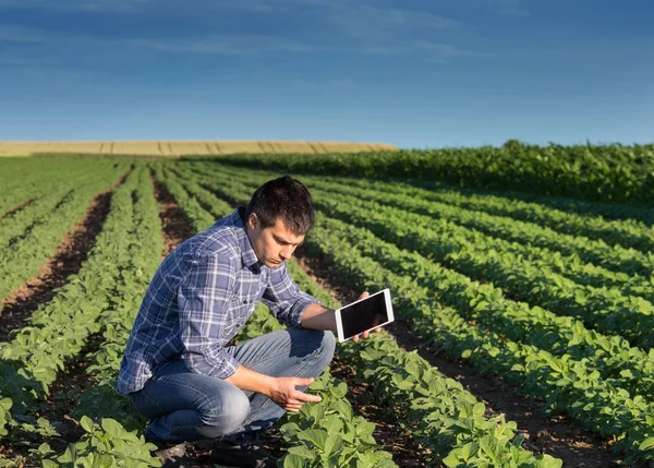 Agricultor con tableta en campo de soja —  Fotos de Stock