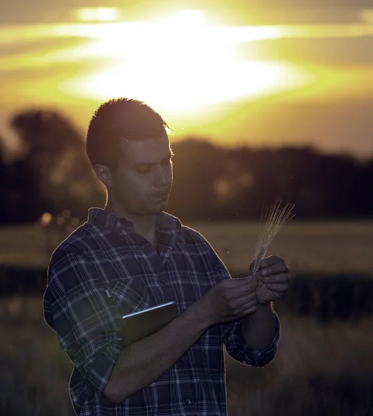 Agricoltore nel campo di grano al tramonto in estate — Foto Stock