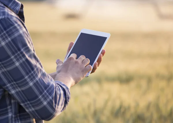 Landwirt hält Tablette im Weizenfeld — Stockfoto