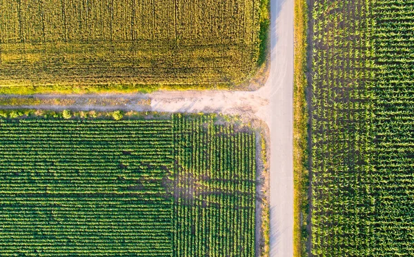 Vista dall'alto delle parcelle agricole — Foto Stock