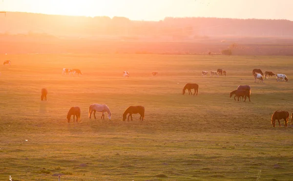 Chevaux et vaches dans la prairie — Photo