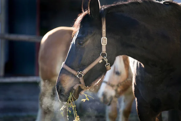 干し草を食べて馬のクローズ アップ — ストック写真