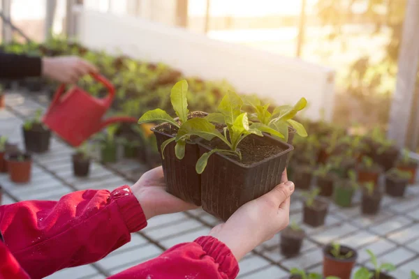 Jardinero con brotes en invernadero — Foto de Stock