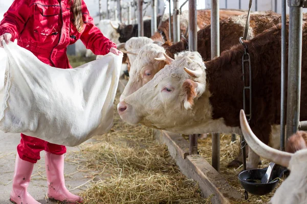 Farmer woman feeding cows in stable — Stock Photo, Image