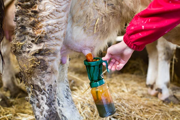 Iodine disinfection of udder before milking — Stock Photo, Image