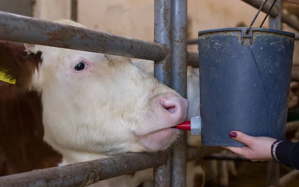 Kalf voederen met melk uit de emmer — Stockfoto