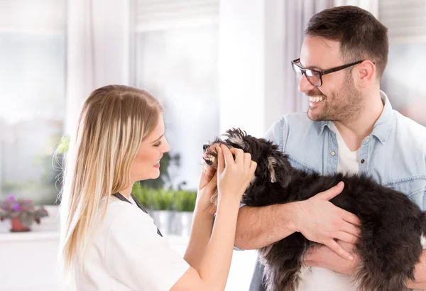 Hund bei Zahnuntersuchung beim Tierarzt — Stockfoto