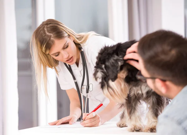 Hund på veterinär undersökning i kliniken — Stockfoto