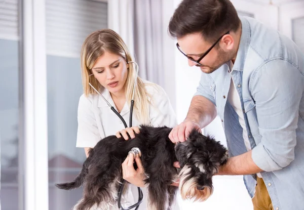 Dog on veterinarian examination in clinic — Stock Photo, Image