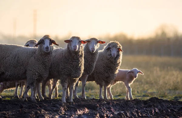 Sheep herd walking on farmland — Stock Photo, Image