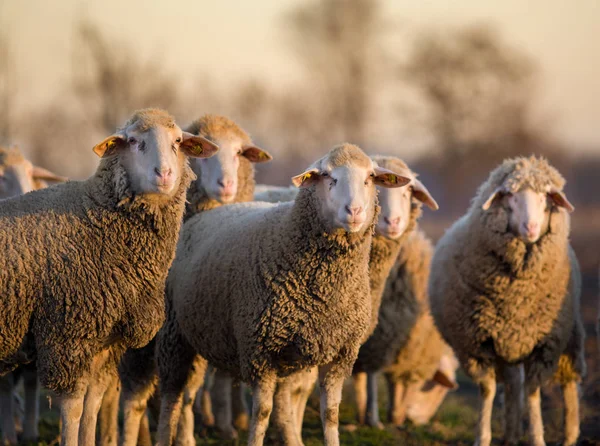 Sheep herd on farm — Stock Photo, Image