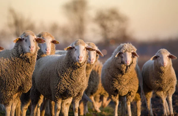 Sheep herd on farm — Stock Photo, Image