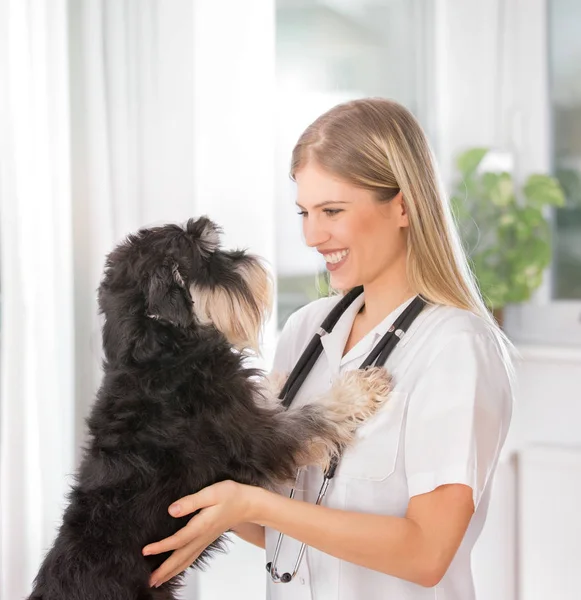 Veterinarian with dog in clinic — Stock Photo, Image