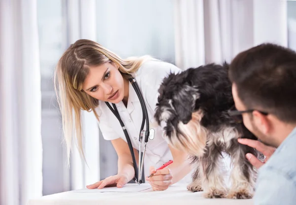 Собака на ветеринарном осмотре в клинике — стоковое фото