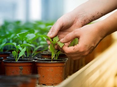 Lahanası çiçek tencereye holding insan eller