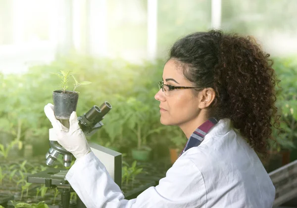 Biologist holding pot with sprout — Stock Photo, Image