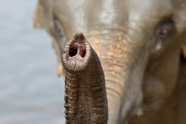 象のトランクのクローズ アップ — ストック写真