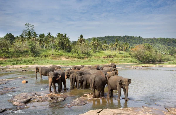スリランカの象の孤児院 — ストック写真