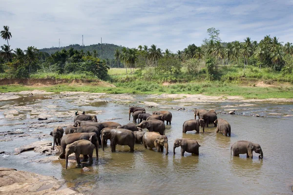 スリランカの象の孤児院 — ストック写真