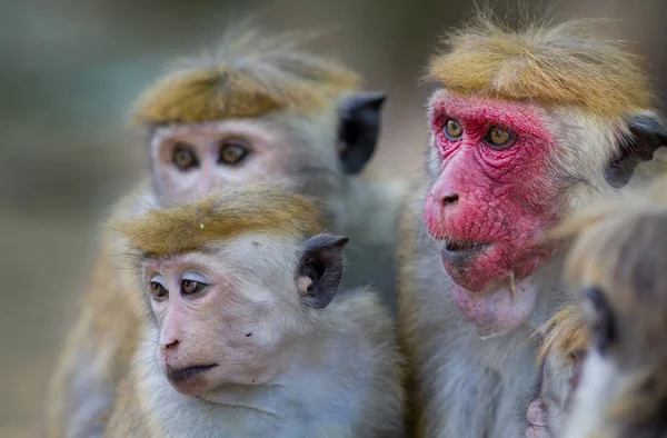 Macaca Sinica monkeys from Sri Lanka — Stock Photo, Image