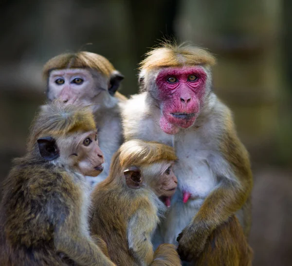 Macaca Sinica monkeys from Sri Lanka — Stock Photo, Image