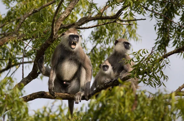 Gray langur family on tree in Sri Lanka — Stock Photo, Image