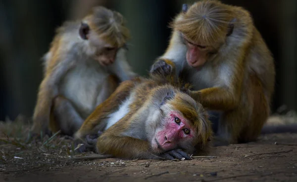 Monkeys looking for fleas on the ground — Stock Photo, Image