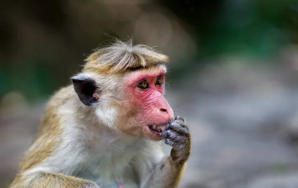 Portrait of monkey ( Macaca Sinica) from Sri Lanka — Stock Photo, Image