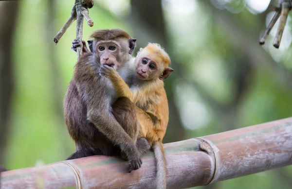 Two monkeys in hug on bamboo tree — Stock Photo, Image
