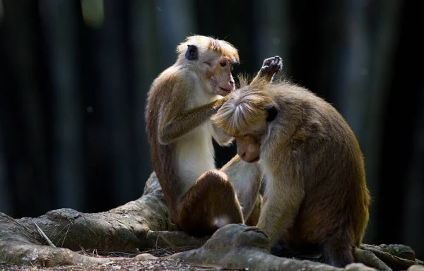 Monkeys looking for fleas from each other — Stock Photo, Image